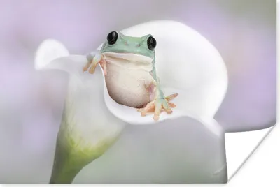 Produktbild von MuchoWow® Poster Lilie - Frosch - Blume 30x20 cm - Plakate - Print