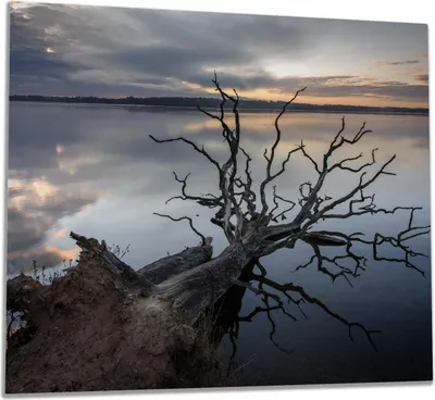 Produktbild von Wallario Herdabdeckplatte aus Glas, Größe 60 x 52 cm 1-teilig, Motiv Baum im Abendlicht