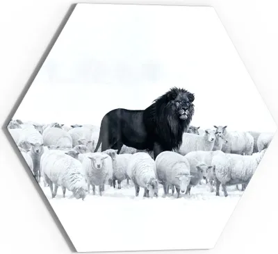 Produktbild von DEQORI Glasbild Echtglas 55x48 cm 'König der Herde' Wandbild Bild modern Deko