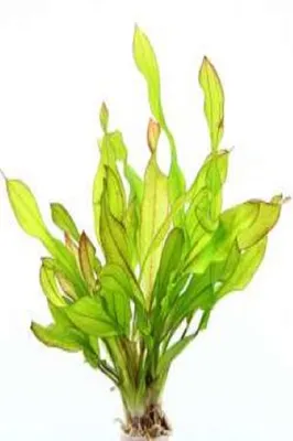 Obrázek produktu pro Vodní rostlina Echinodorus Green Chamäleon