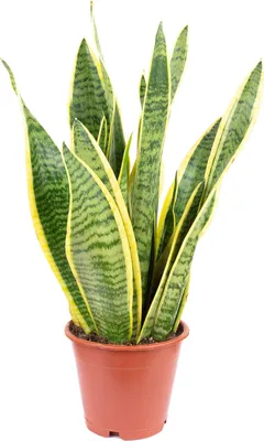 Produktbild von Sansevieria trifasciata 'Laurentii' – Robuster Bogenhanf, Luftreiniger, 30 cm hoch, Topf-Ø 12 cm