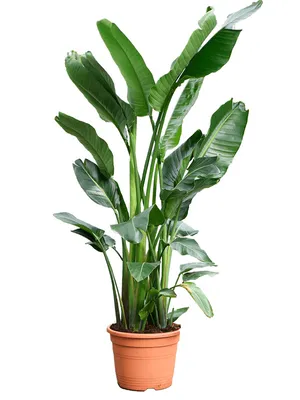 Obrázok produktu pre Gardners Strelitzia nicolai, priemer 34 cm