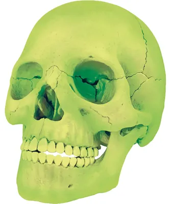 Productafbeelding van Modellbausatz Schädel zum Anatomie lernen, Knochen für Knochen aufbaubar, leuchtet im Dunkeln