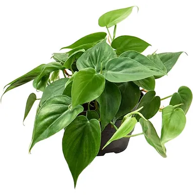 Productafbeelding van JUNAVERA Philodendron Scandens | In 12 cm pot
