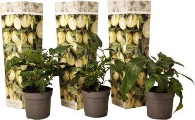 Three potted plants with decorative packaging behind them.