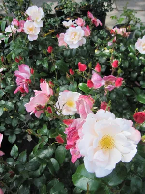 Produktbild von Beetrose Roseromantic ® - Rosa Roseromantic ® - Kordes Rose