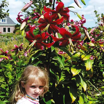 Immagine prodotto di Gigli Bulbi da fiore Fiori Giglio arboreo Miss Feya 1 pz.