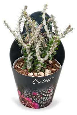 Produktbild von Alluaudia procera – Krakenbaum – Rarität – 14 cm Topf – 35 cm hoch