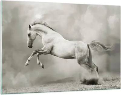 Produktbild von Bilder auf glas - Pferd Tier - 120x80cm - Glasbilder - Wandbilder - Bilder - Kunstdruck - zum Aufhängen bereit - Wanddekoration aus Glas - Glas Bilder - Wandbild auf Glas - Einteilig - GAA120x80-3542