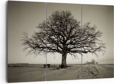 Produktbild von Bild auf Leinwand - Leinwandbild - 3 Teile - Baum Schnee Sepia - 165x110cm - Wand Bild - Wanddeko - Wandbilder - Leinwanddruck - Bilder - Wanddekoration - Leinwand bilder - Wandbild - CE165x110-4161