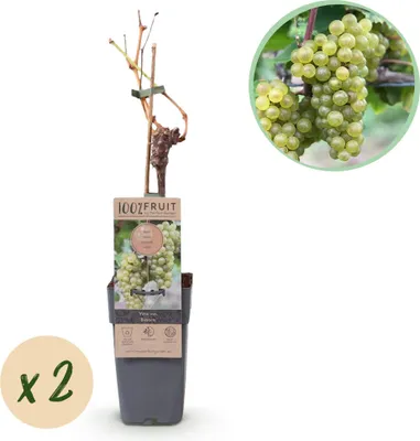 Produktbild von Green boutiQ - Obstpflanze - Vitis vinifera Bianca - Weinrebe - Veredelt - Weiße Traube - 2 Pflanzen - Topf 15cm - Höhe 50cm