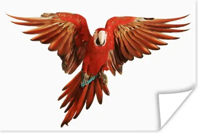 Produktbild von MuchoWow® Poster Ara - Vogel - Federn - Weiß 120x80 cm - Bilder