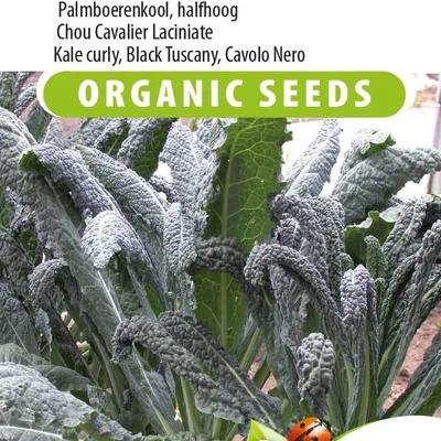 Image de Graines de chou palmiste Nero di Toscana – Cultivez votre propre chou vert nutritif – haute qualité et forme de palmier unique