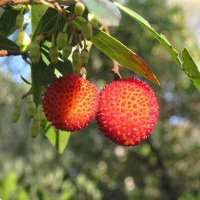 Image de Arbutus (Arbutus unedo) - 1 portion de graines