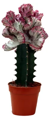 Zdjęcie produktu dla Euphorbia lactea cristata, rozmnażana przez szczepienie - doniczka 12 cm