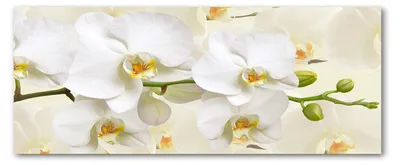 Imagen del producto de Tulup®: Panel protector para cocina, fabricado en vidrio, dimensiones 125x50 cm. Protector de salpicaduras de vidrio templado, diseño decorativo con flores y plantas, motivo: orquídea
