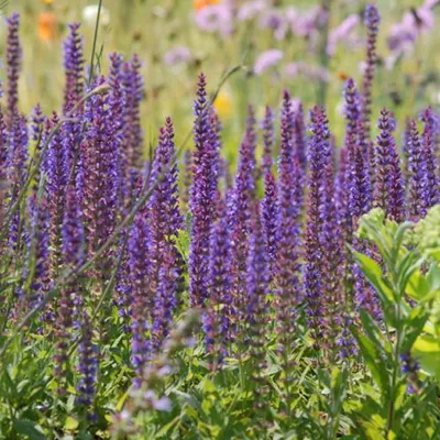 Image de 6 x sauge  - Salvia nemorosa « Ostfriesland »  | Pot 9 cm x 9 cm