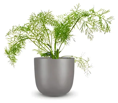 Produktbild von Pflanzensamen, Echter Gewürzfenchel