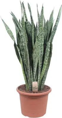 Obrázok produktu pre Cejlónska sansevieria (Sansevieria zeylanica) Ø 35 cm ↕ 110 cm – izbová rastlina čistiaca vzduch