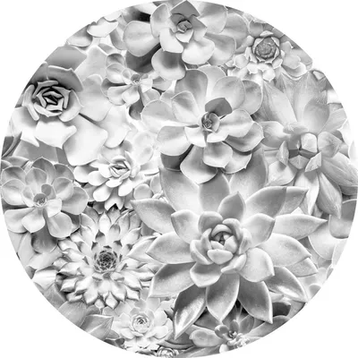 Obrázok produktu pre Komar samolepiaca okrúhla tapeta Echeveria svetlosivá - 611156 - Ø 128 cm