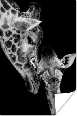 Produktbild von MuchoWow® Poster Porträt - Giraffe - Tiere - Schwarz - Weiß 120x180 cm - Kunstposter