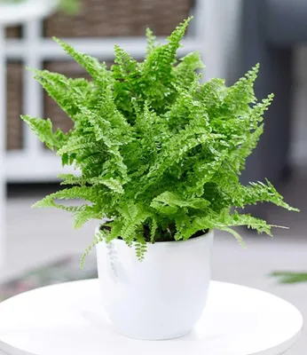 Produktbild von BALDUR Garten 1x Schwertfarn Vitale, Pflanze im 12 cm-Topf, Zimmerpflanze luftreinigend, Nephrolepis Vitale, Zimmerpflanze, Grünpflanze, mehrjährig - frostfrei halten, pflegeleicht