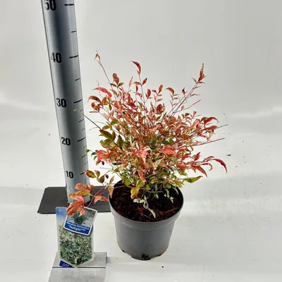 Image de Nandina domestica « Twilight » PBR - Bambou céleste | 20-25 cm en pot