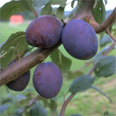 Produktbild von Terrassenobst Pflaume Kleinobst Balkon Terrasse Pflaumenbaum Obst viele Sorten, Terrassenobst:Pflaume Wangenheims