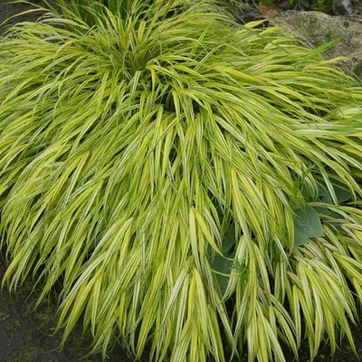 Image de 6 plants de Hakonegras (Hakonechloa macra 'Aureola') | Pot de 9 cm x 9 cm