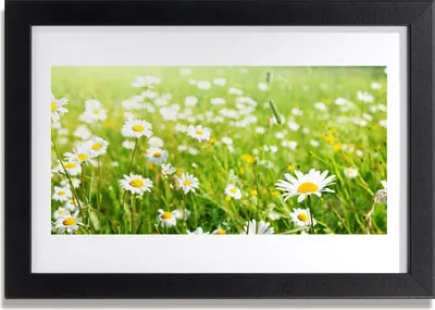 Produktbild von Bild 30x20 MDF-Rahmen Wandkunst Gänseblümchen-Wiese Natur