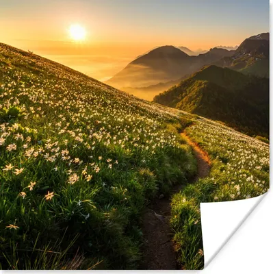 Produktbild von MuchoWow® Poster Blumen - Sonne - Berge 100x100 cm - Babyzimmer