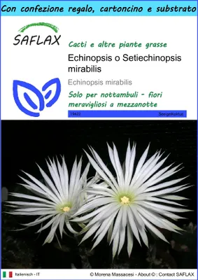 Immagine prodotto di SAFLAX Set regalo - Echinopsis o Setiechinopsis mirabilis - 40 semi - Echinopsis
