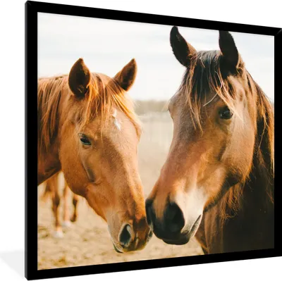 Produktbild von MuchoWow® Gerahmtes Poster Pferd - Strand - Tiere 40x40 cm - Poster mit Schwarzem Bilderrahmen Wandposter Rahmen Foto Bilder - Mit Rahmen - Wanddekoration Schlafzimmer