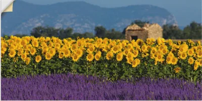Produktbild von ARTland Wandbild, selbstklebend Lavendel Sonnenblumen in der Provence Größe: 40x20 cm