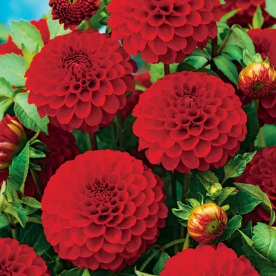 Obrázek produktu pro Dahlia Pomponowa Glow 1 ks Dahlia sazenice dahlia sazenice velké hlízy