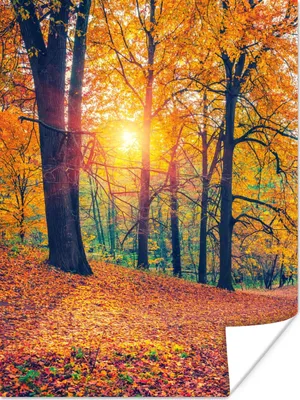 Produktbild von MuchoWow® Poster Bäume - Herbst - Wald - Herbstliche Blätter 120x160 cm - Wandbilder
