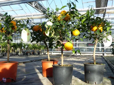 Produktbild von Citrus Yuzu 70 - 80 cm, Zitronenbaum Zitrone, japanische Zitrone, winterhart