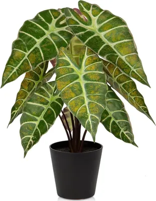 Produktbild von Briful Kunstpflanze Calathea Alocasia Sanderiana 43 cm Schwarztopf