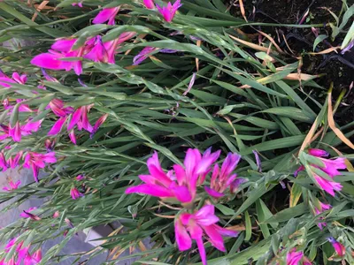 Obrázek produktu pro 6 x Gladiolus communis subsp. byzantinus - gladiolus obecný - květináč 9x9 cm