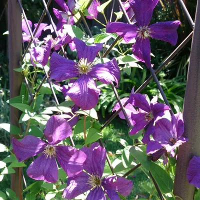 Zdjęcie produktu dla 2 x Clematis Polish Spirit (Clematis) – zestaw 2 roślin pnących – niebieskich, wieloletnich i mrozoodpornych | 2 doniczki o pojemności 1,5 litra
