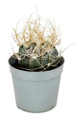 Productafbeelding van Astrophytum capricorne - Ziegenhorn-bischofsmütze - in een pot van 6,5 cm - een zeldzame cactussoort