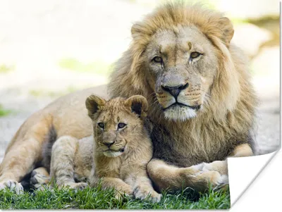 Produktbild von MuchoWow® Poster Löwe - Jungtier - Porträt 160x120 cm - Foto Plakat