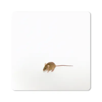 Produktbild von MuchoWow® Mauspad Mousepad Maus - Tiere - Weiß 30x30 cm - Mousepads - Maus Mat - Pad - Mausunterlage - Gaming
