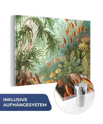 Obrázok produktu pre MuchoWow® Sklenené obrazy - Obrazy na stenu - Foto na skle Starí majstri - Umenie - Muscinae - Haeckel 90x60cm Nástenná dekorácia zo skla - akrylový sklenený