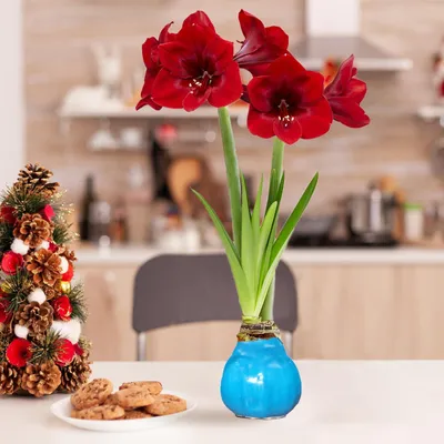 Zdjęcie produktu dla Amaryllis w wosku, kolor niebieski - 2 bulwy amaryllis - Duża bulwa amaryllis (28/30) - Ekskluzywne, prawdziwe rośliny z Holandii - Hippeastrum (bez nasion, nie są sztuczne)