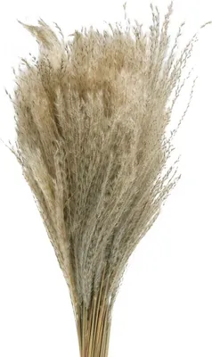 Produktbild von Trockengras Miscanthus 75cm Natur Pampasgras Deko 100 Stk, 100 Stück