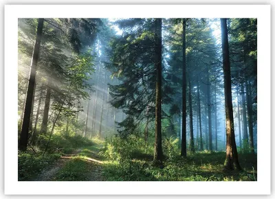 Produktbild von Poster - Poster ohne Rahmen - Wald Dämmerung die Sonne - 70x50 cm - Wand Bild - Wanddeko - Wandbilder - Kunstposter - Wandposter - Bilder - Kunstdruck - Wanddekoration - Wandbild - P2XAA70x50-4398