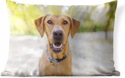 Produktbild von MuchoWow® Outdoor Kissen - Labrador Retriever draußen - 60x40 cm - Wetterfest - Lounge Kissen - Zierkissen - Kissen für Innenräume