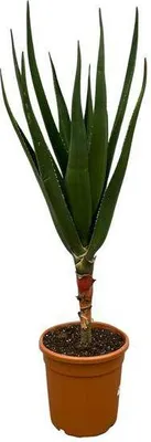 Produktbild von Aloe Barberae – Baumaloe – Exotische Zimmer- & Gartenpflanze – ↕140cm – Ø30cm – Seltene Sukkulente mit langen grünen Blättern – Pflegeleicht & sonnenliebend