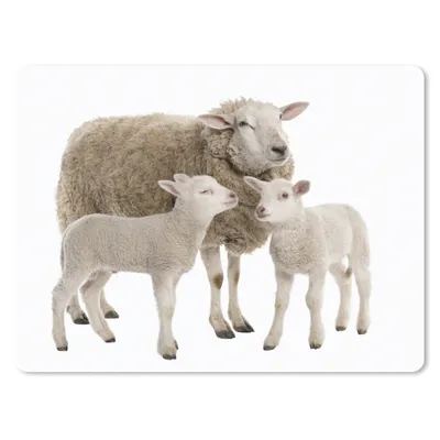 Produktbild von MuchoWow® Mauspad Mousepad Schafe - Tiere - Lamm 23x19 cm - Mousepads - Maus Mat - Pad - Mausunterlage - Schreibtischunterlage - Mauspad